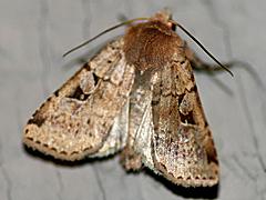 Dart Moth